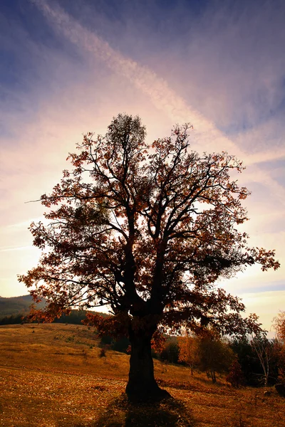 Obraz hdr drzewa — Zdjęcie stockowe