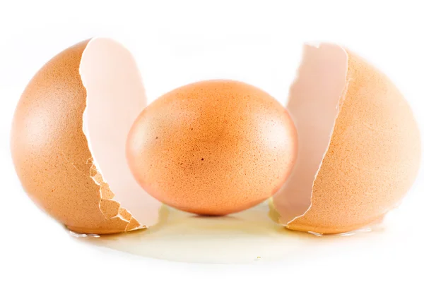 stock image Egg concept