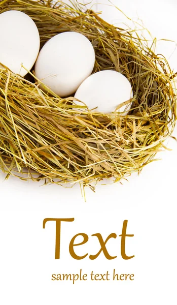 Гнездо с яйцами — стоковое фото