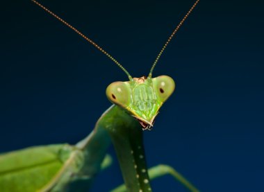 Green praying mantis with blue background clipart