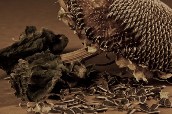 Girassol morto com sementes caídas — Fotografia de Stock