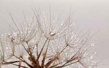 Dandillions with water drops clipart