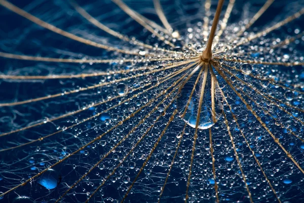 Wet dandillion with big water drop — Stock Photo, Image