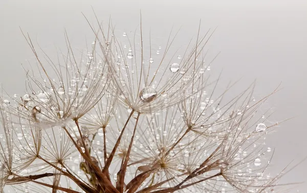 水の滴を dandillions — ストック写真