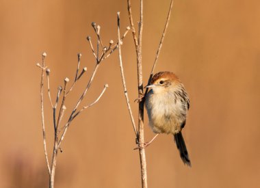 güneşin altında oturan cisticola