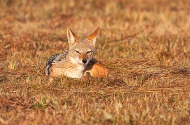 Jackal lying in the grass clipart