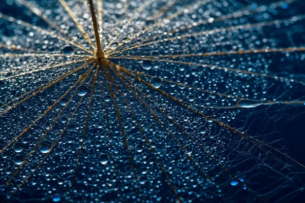 Dandillions with droplets — Stock Photo, Image