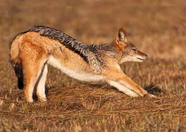 Jackal stretching after a morning snooze — Stock Photo, Image