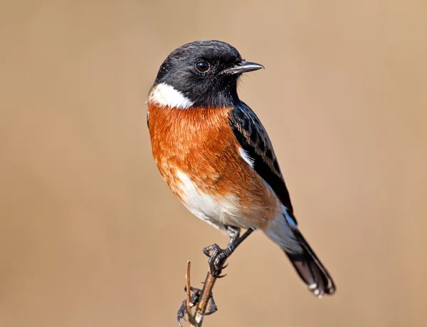 Stone chat sitting on a little branch — Stock Photo, Image