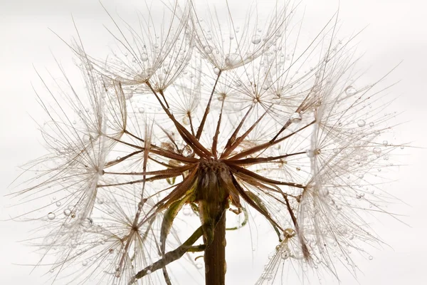 茎の湿式 dandillions — ストック写真