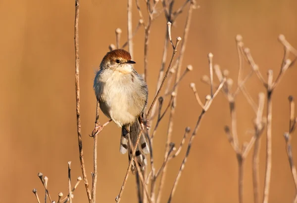 Cisticola の枝の上に座って — ストック写真