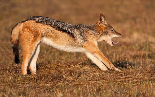Jackal stretching out — Stock Photo, Image