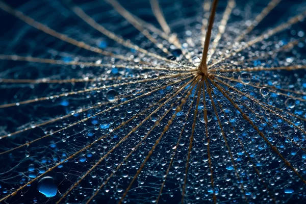 stock image Wet dandillions with lots of droplets