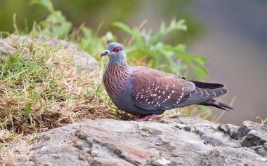 Speckled pigeon sitting on a rock clipart