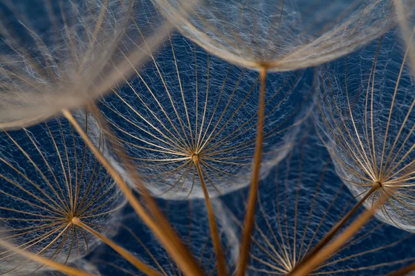Dandilion semena na modrém pozadí — Stock fotografie