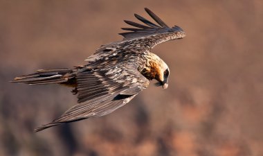 Bearded vulture flying clipart