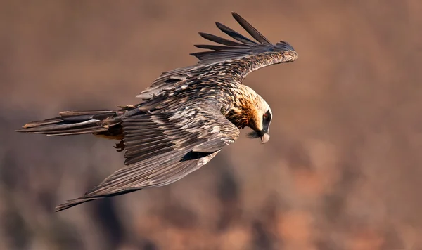 Bearded vulture flying — Stock Photo, Image