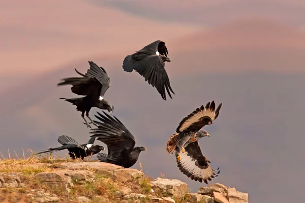 Schakalen buzzard jagad bort — Stockfoto