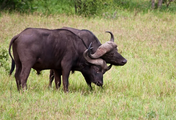 Iki buffalo bulls hakimiyeti için mücadele — Stok fotoğraf