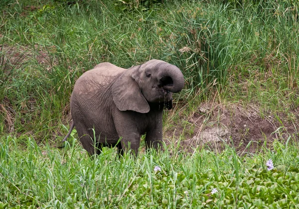 Bezerro de elefante água potável — Fotografia de Stock