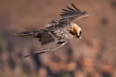 Bearded vulture flying clipart