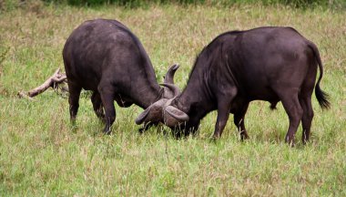 Two buffalo bulls fighting clipart