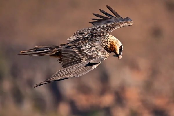 Avvoltoio barbuto che vola — Foto Stock