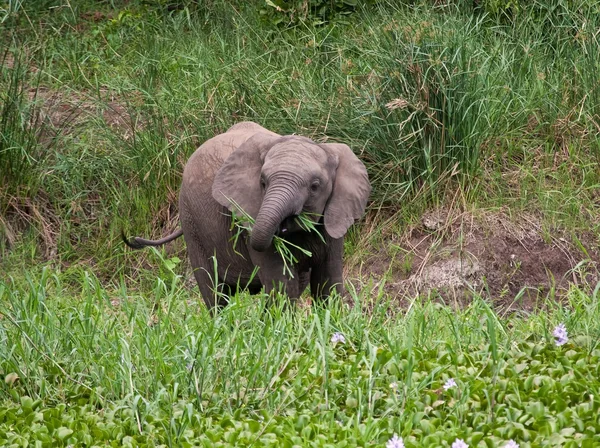 Słoń łydka jedzenia trawy — Zdjęcie stockowe