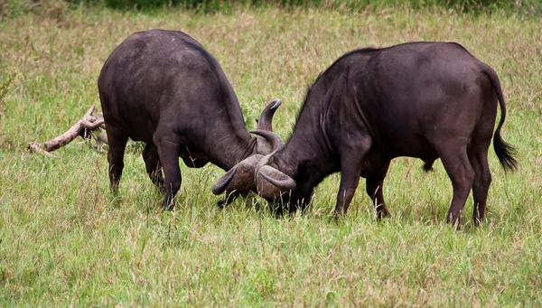 stock image Two buffalo bulls fighting