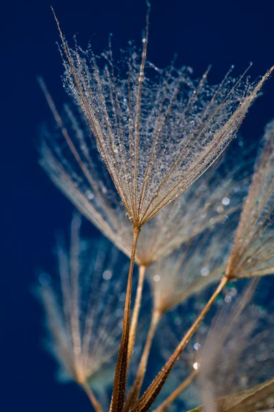 Gotas de agua en semillas de dandilion —  Fotos de Stock
