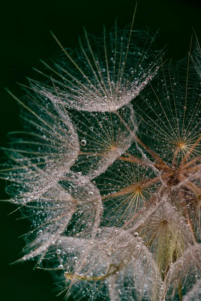 湿的 dandilion 种子 — 图库照片