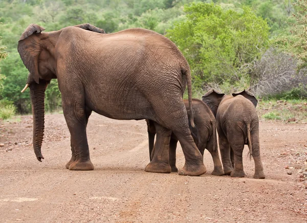 大象的母亲和两个婴儿 — 图库照片