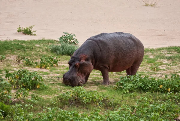 Hippo manger de l'herbe verte — Photo