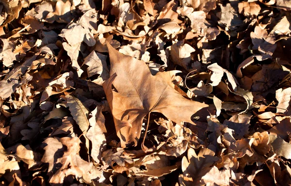 Droge bladeren op grond in de winter — Stockfoto