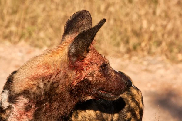 stock image Wild dog's face covered with blood