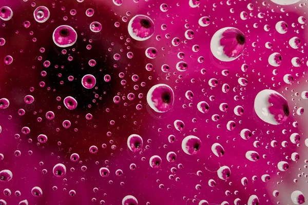 Pink flower reflection — Stock Photo, Image