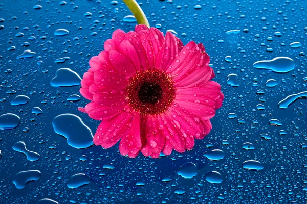 Flor rosa sobre superficie mojada, azul — Foto de Stock