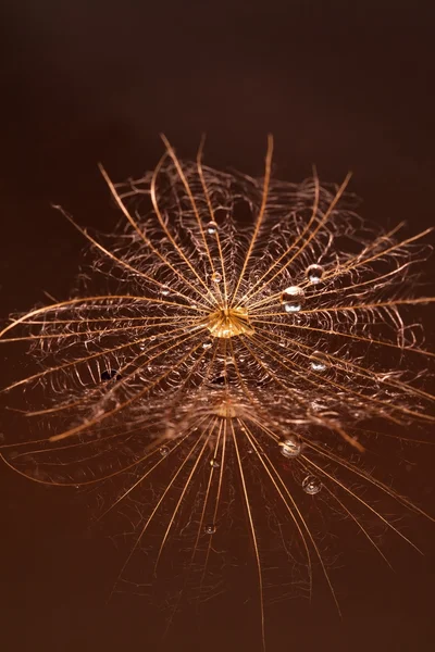 Vlhké dandilion vodou kapky — Stock fotografie