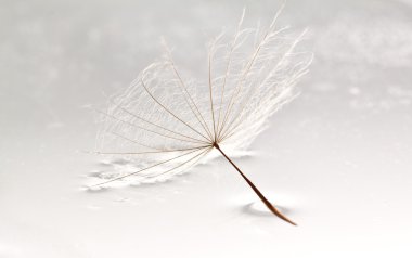 Dandilion lying in puddle of water clipart