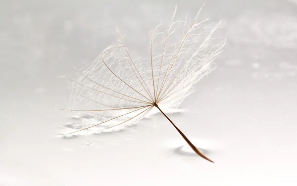 Stock image Dandilion lying in puddle of water