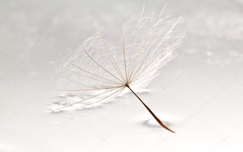 Dandilion lying in puddle of water