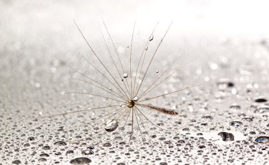 Dainty dandilion on wet surface clipart