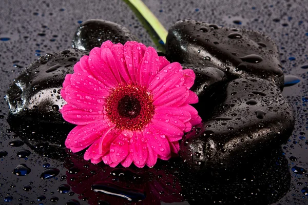 Różowy kwiat na mokro, czarne skały — Zdjęcie stockowe