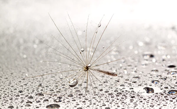 Dainty dandilion on wet surface — Stock Photo, Image