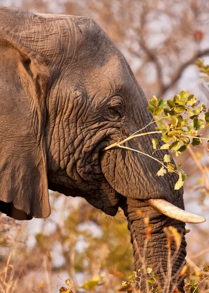 Elefante che mangia un ramo con foglie — Foto Stock