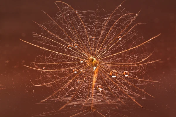 stock image Macro of wet dandilion