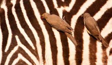 Redbilled-oxpeckers zebra'nın vücudunda