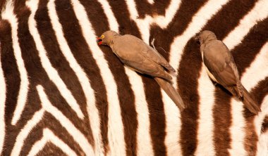 Redbilled-oxpeckers on zebra's body clipart