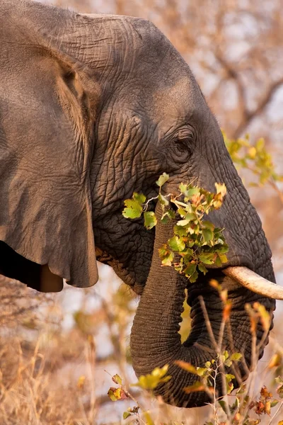 Großer Elefant kaut an einem Ast — Stockfoto