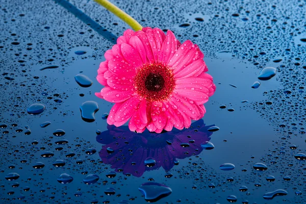 Pink flower on blue, shiny surface — Stock Photo, Image